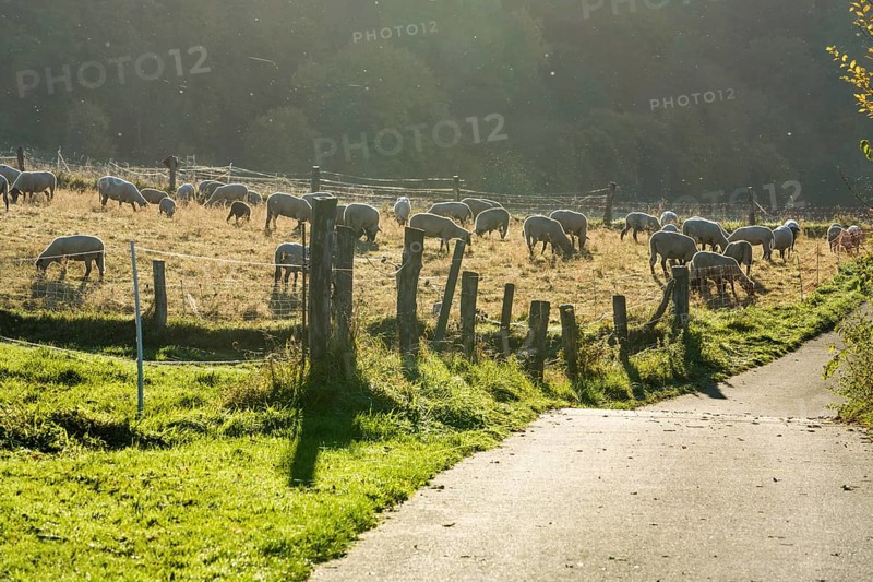 Grassland with sheeps, biking way R1, near Gewissenruh, Wesertal, Weser Uplands, Weserbergland, Hesse, Germany, Europe