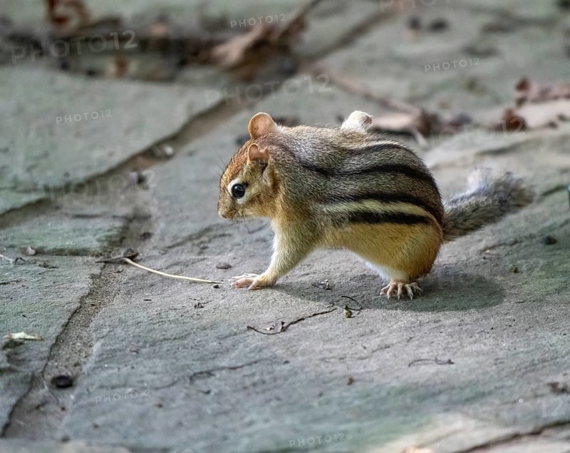 Ground Squirrel Canada Searching for Food Ontario