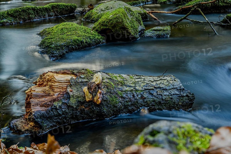 A tree trunk covered with moss lies in the water, surrounded by a flowing stream and autumn leaves, Höllbachtal, Upper Palatinate