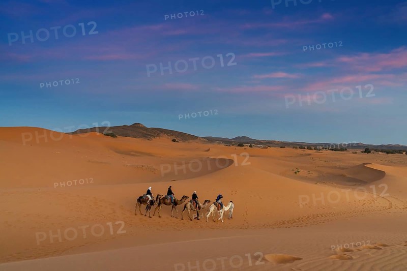 Merzouga, Morocco, 9 March, 2024: Berber guide leading a tourist group on a sunset dromedary trek into the Sahara Desert in Morocco, Africa