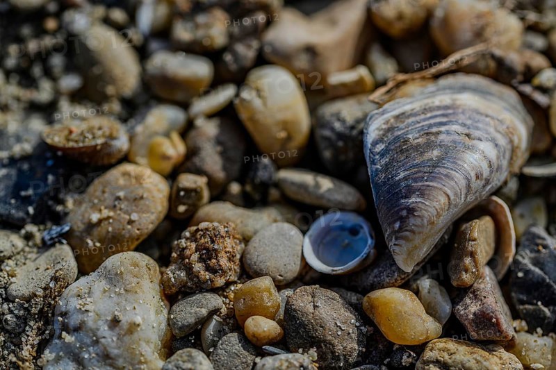 Various stones and a shell on sandy ground, Danube, Bogen, Lower Bavaria