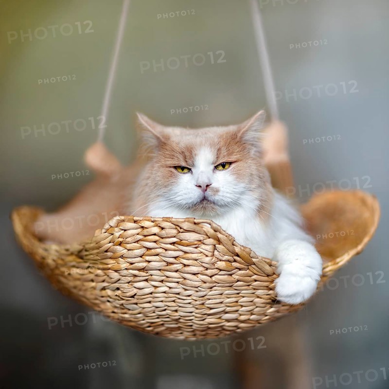 Flauschige rot-weiße Katze, die einer Maine Coon ähnelt, aber eigentlich eine Mischung aus Perser- und Ragdoll-Rasse ist. Die Katze liegt in einem geflochtenen Korb und sieht entspannt und ruhig aus
