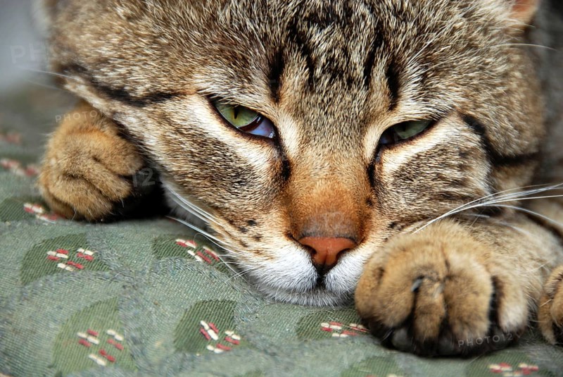 Grey domestic cat, sleeping, waking up, close-up