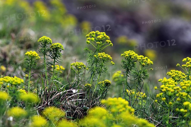 Cypress spurge, Euphorbia cyparissias, cypress spurge