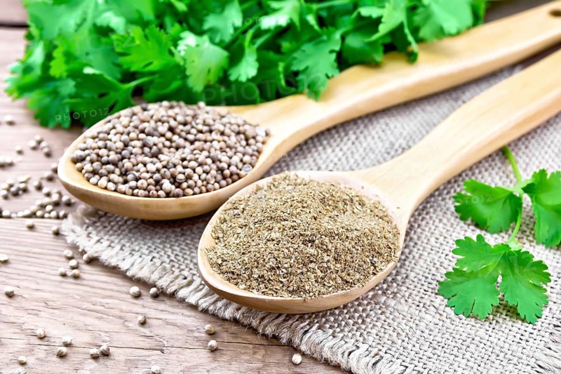 Coriander seeds and ground in two spoons on burlap, green fresh cilantro on a wooden board background