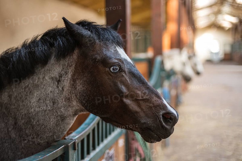 A pony's head with blue eye in the loosebox in the stable