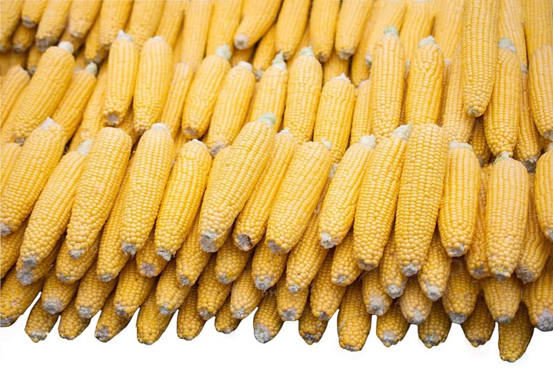Isolated swings of corn on a white background. Ecological food concept