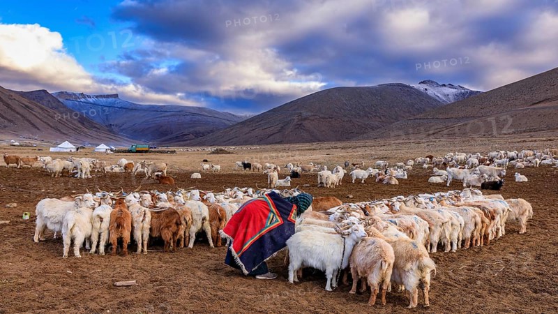 The Changthangi or Changpa goats with a herder, Ladakh, India, Asia