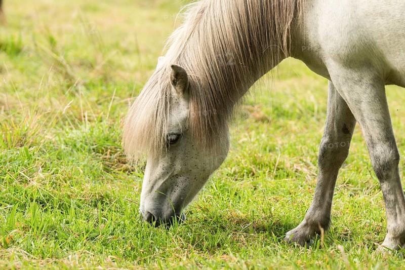 Grazing island horse