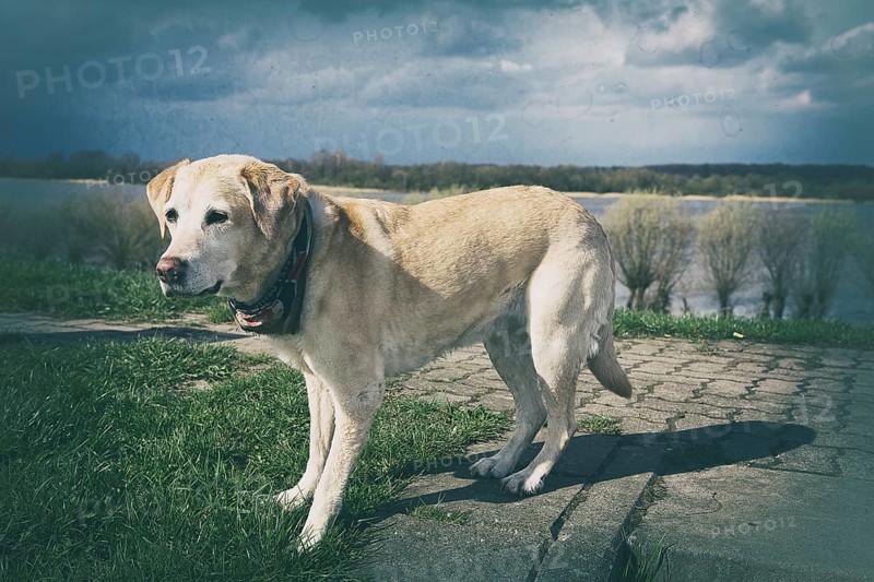 Blond Labrador on a dyke in the old country near Hamburg, 2016