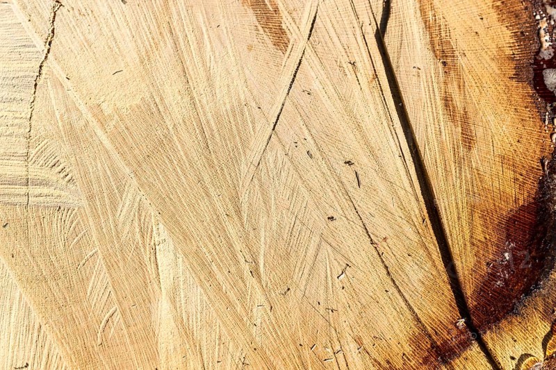 Wood texture cut tree trunk background