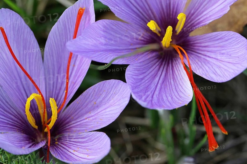 Saffron flowers