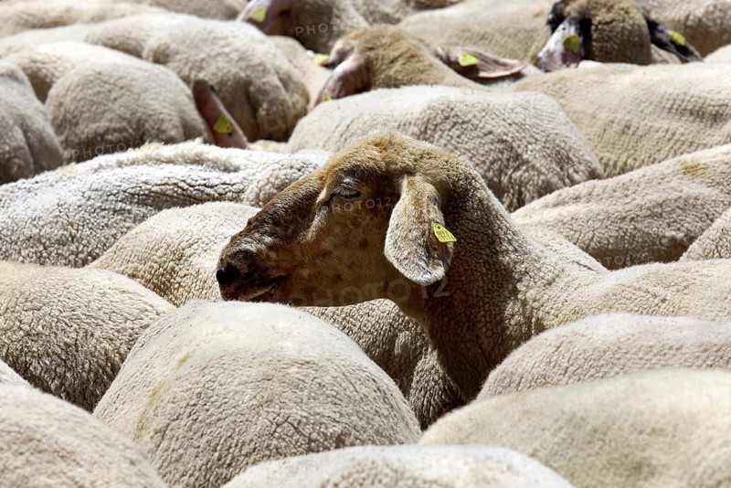 Flock of sheep