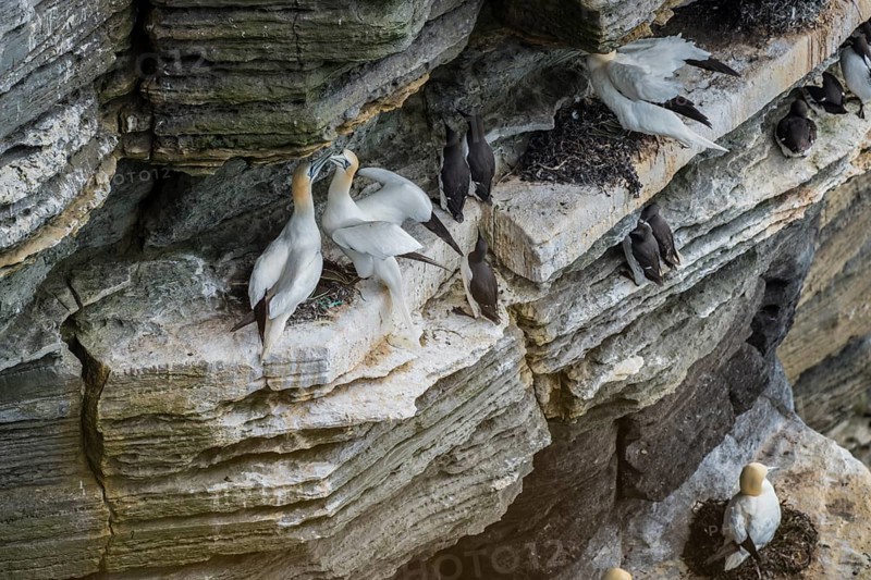 Northern gannet (Morus bassanus) in a breeding colony, Westray, Orkney Islands, Scotland, Great Britain
