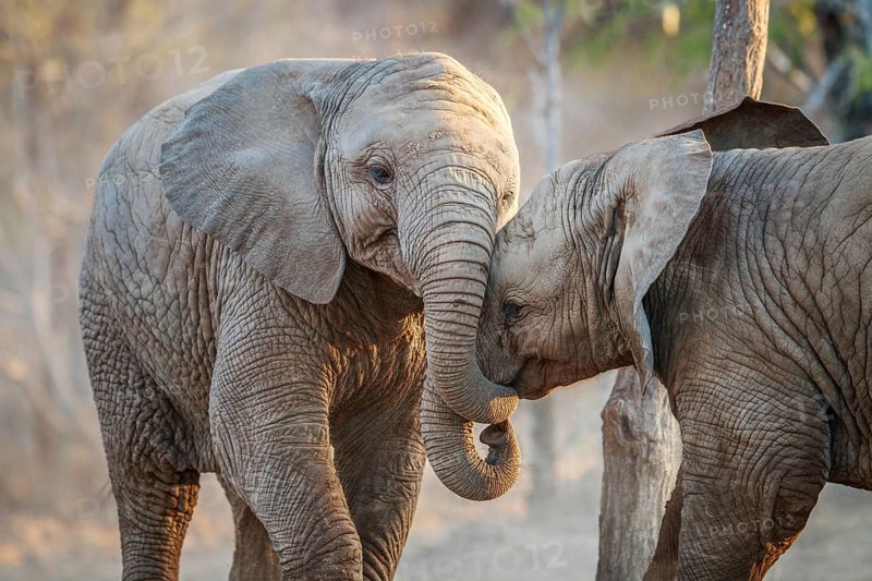 Two Elephants playing in the Kruger National Park, South Africa, Africa