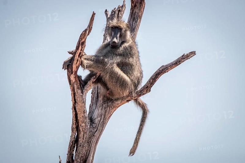 Chacma baboon sitting on a tree in the Kruger National Park, South Africa, Africa