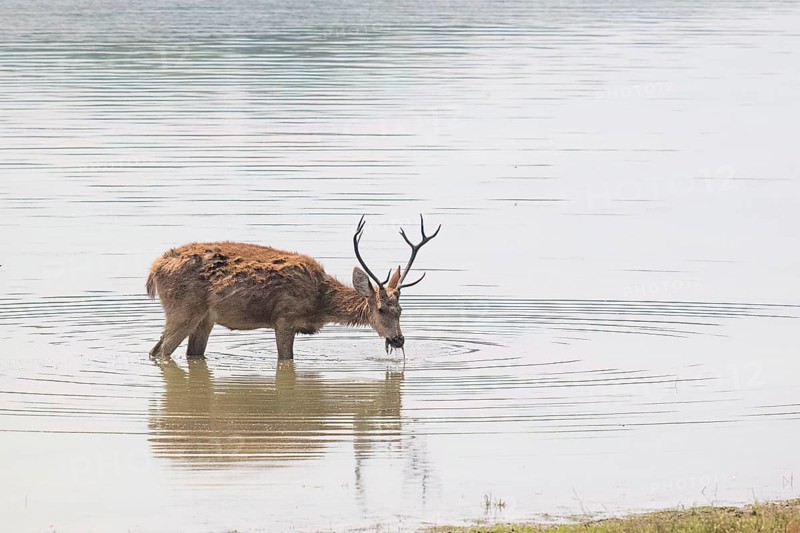 Sambar (Cervus unicolor), roe deer, horse deer, noble deer, eats in water, Kanha National Park, tiger reserve, Jabalpur, Madhya Pradesh, India, Asia