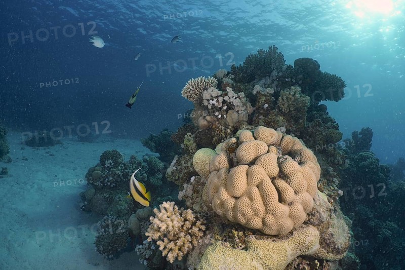 Edwards star coral (Goniastrea edwardsi)