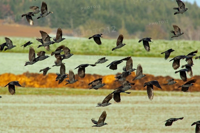 Jackdaw (Coloeus monedula)