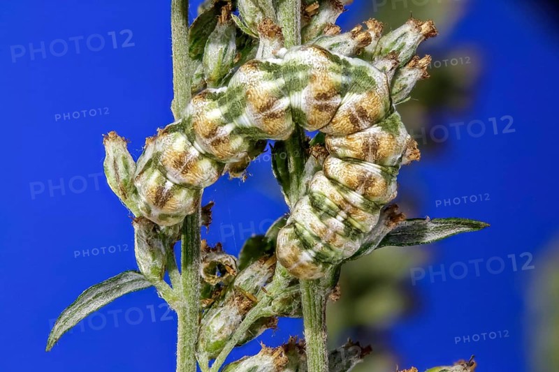 Mugwort monk - caterpillar with super tan colour (Cucullia absinthii)