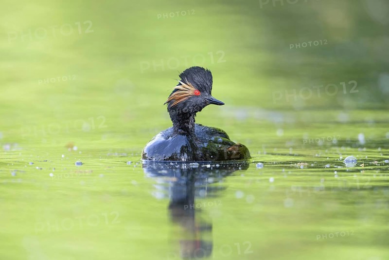 Black-necked Grebe (Podiceps nigricollis)