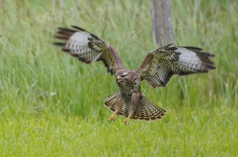 Common buzzard (Buteo buteo)
