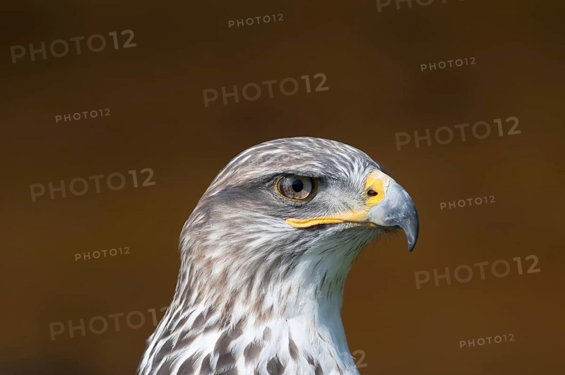 Royal Rough-legged Buzzard (Buteo regalis)