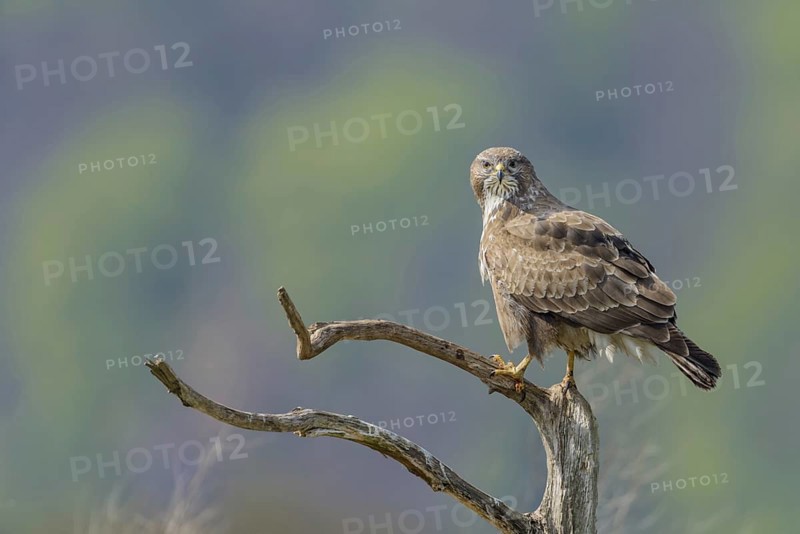 Common buzzard (Buteo buteo)
