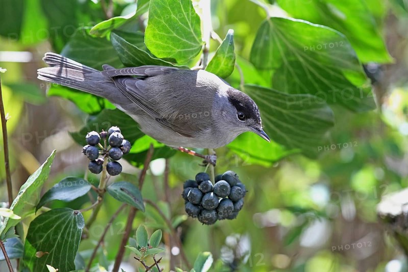 Blackcap (Sylvia atricapilla)