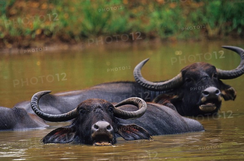Water buffalo (Bubalus arnee)