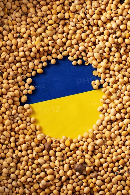 Burlap sack with soybeans and Ukrainian flag concept