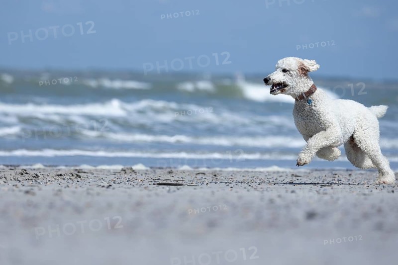A white dog, King Poodle, runs joyfully along the beach, the waves rolling in the background, Groede, Zeeland, Netherlands