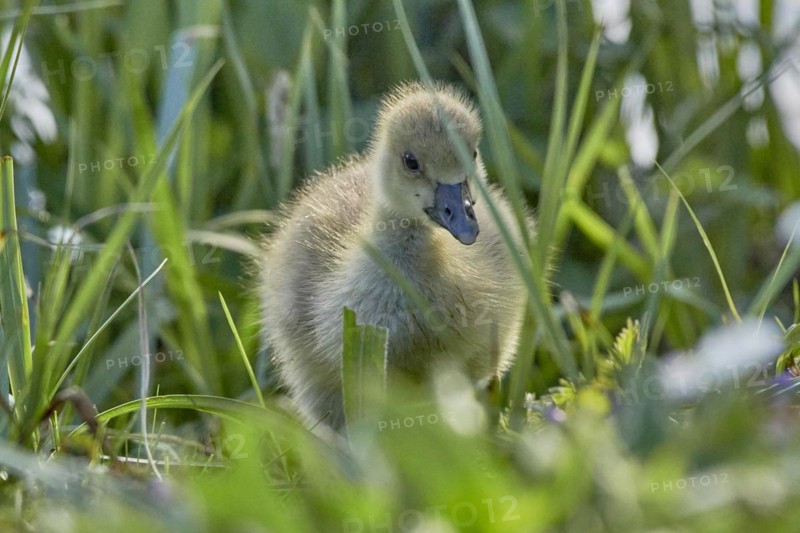 A fluffy grey goose chick (Anser anser) stands in the green grass, Mühlenteich, Wismar, Mecklenburg-Vorpommern, Germany, Europe