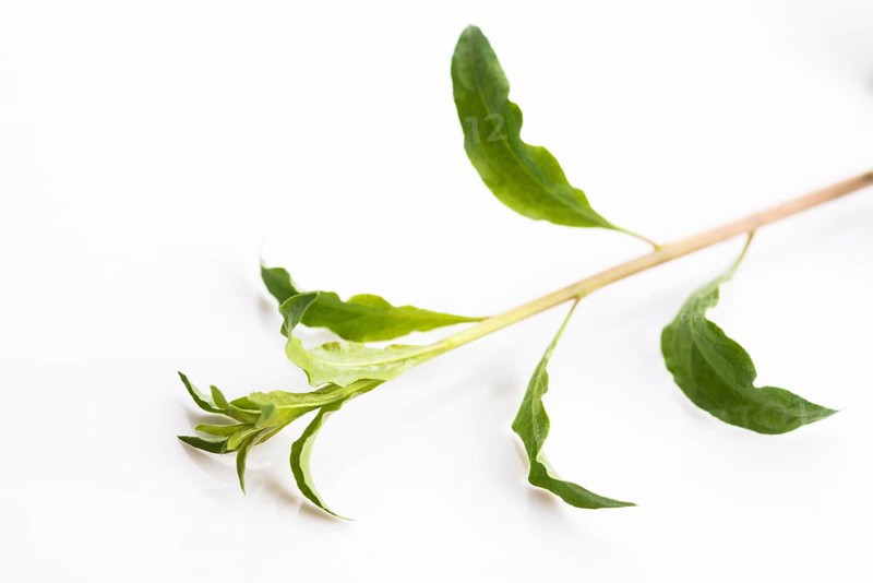 Goji leaf isolated on white background