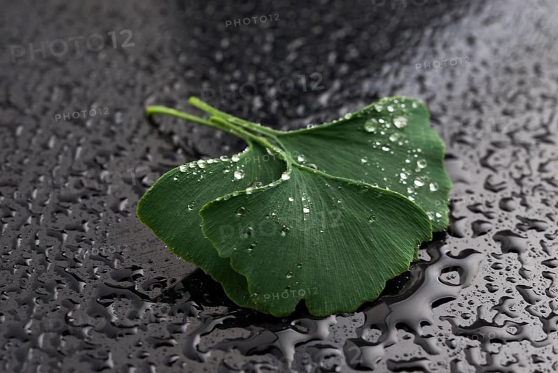 Ginkgo biloba leaves