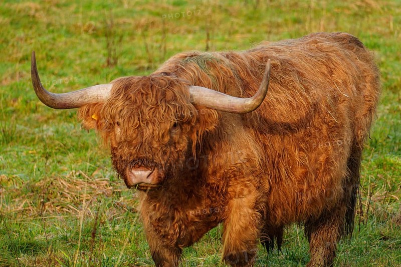 A strong Highland cow stands attentively in the meadow and looks ahead, Velen, Münsterland, North Rhine-Westphalia, Germany, Europe