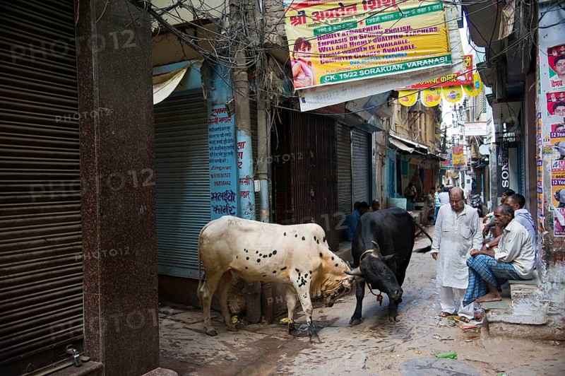 Bull fight bhairavnath lane, varanasi, uttar pradesh, india, asia