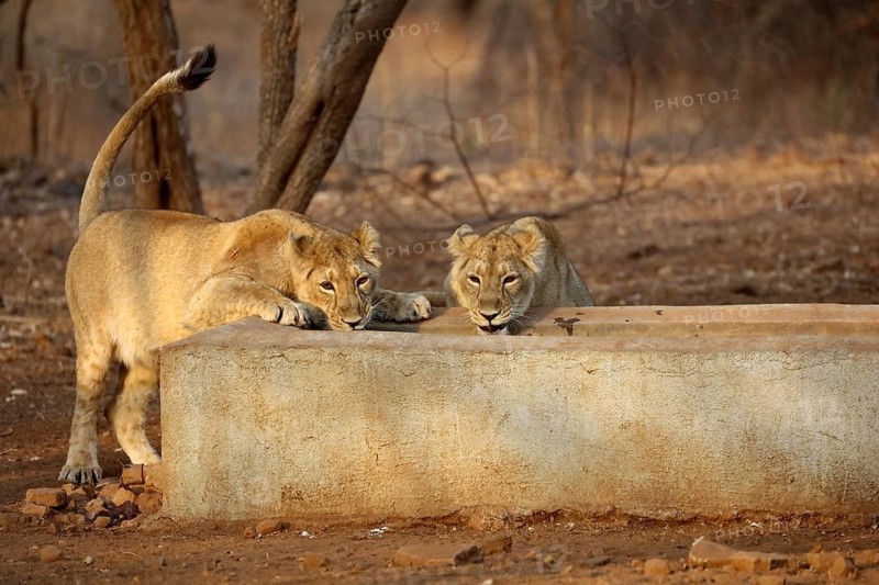Lioness cub sasan gir Gujarat India Asia
