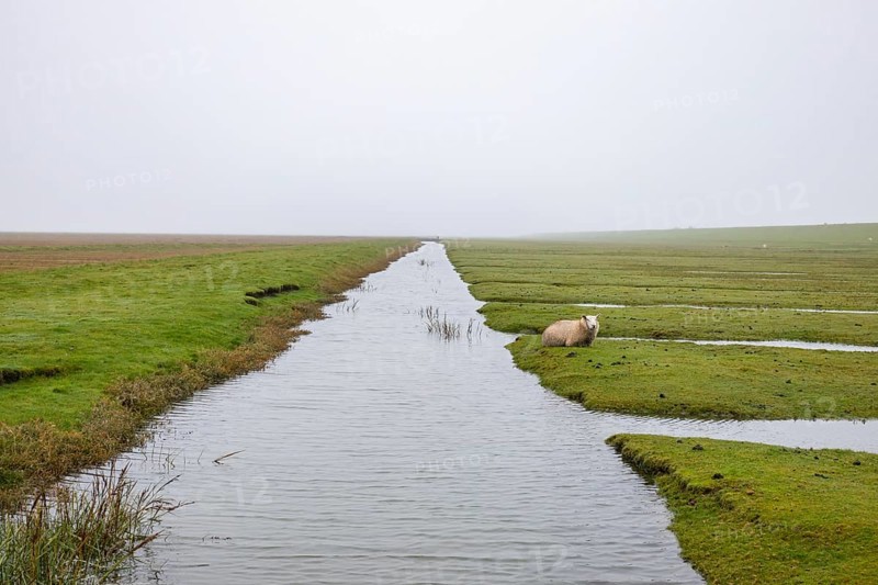 Sheep on the dyke Friesland
