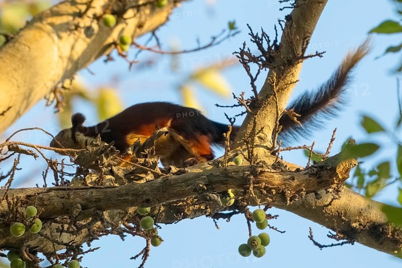 Giant squirrel (Ratufa indica), species of giant squirrel (genus Ratufa) within the squirrel family (Sciuridae), endemic to Satpura National Park, Tiger Reserve, Madhya Pradesh, Pachmarhi Biosphere Reserve, India, Asia