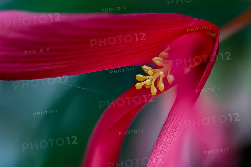 Drooping flower of Begonia boliviensis from northern Argentina. Wild form from the Andean mountain cloud forests there with a rare intense red colour, in rock crevices