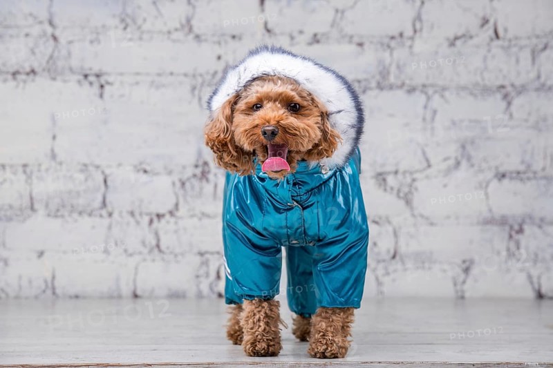 Small funny dog of brown colour with curly hair of toy poodle breed posing in clothes for dogs. Subject accessories and fashionable outfits for pets. Stylish overalls, suit for cold weather for animal