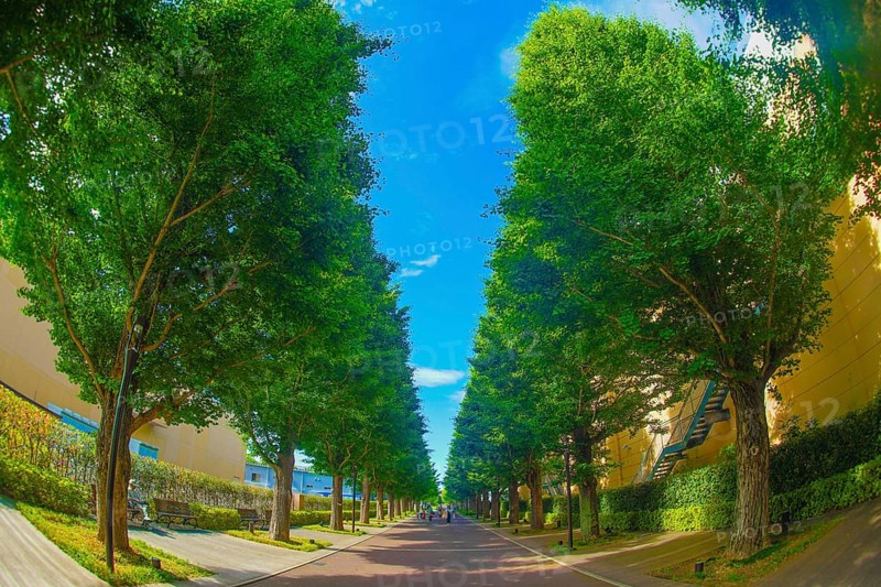 Ginkgo tree-lined streets of fresh green (Akishima). Shooting Location: Tokyo Akishima