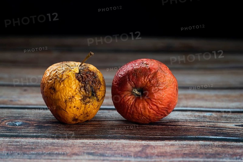 Red wilted rotten apples on a table. Bacteria infected rotten fruit