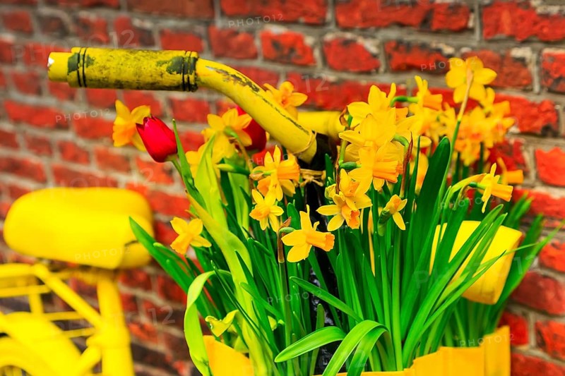 Vintage closeup vibrant yellow bicycle with basket of daffodil flowers on old rustic brick wall background