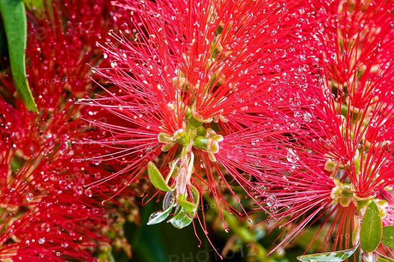 Bottlebrush, Callistemon rugulosus, Madeira, Funchal, Australia, Oceania