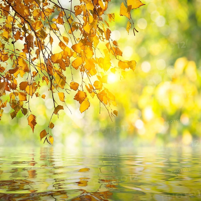 Branch of birch above the calm river in autumn