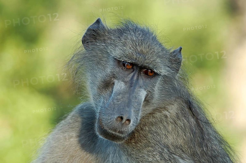 A chacma baboon showing his profile early in the morning in South Africa