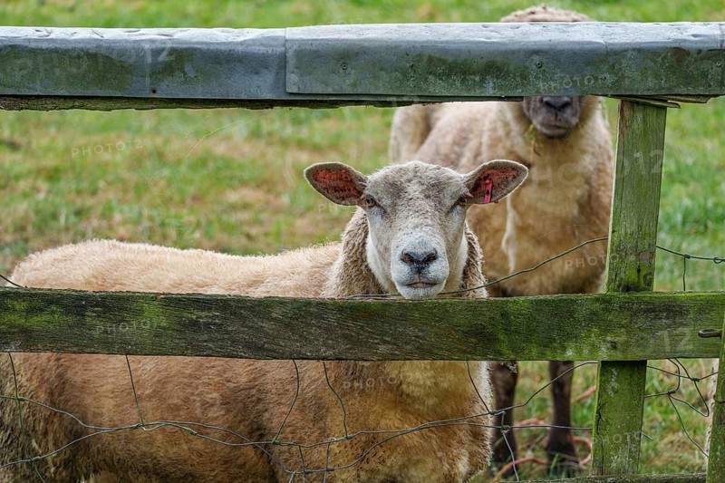 A sheep looks through an old, moss-covered fence on a grassy meadow, borken, münsterland, germany