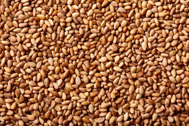 Sesame seeds texture macro detail background